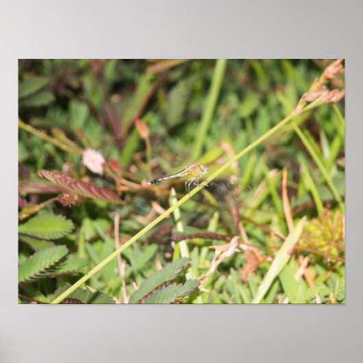 トンボ ポスター (正面)