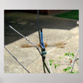 トンボ ポスター (正面)