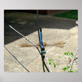 トンボ ポスター