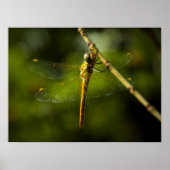 トンボ ポスター (正面)