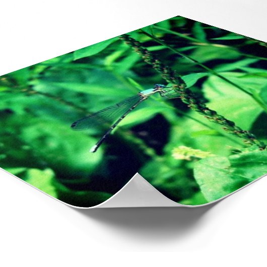 トンボ ポスター (角)