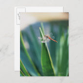 トンボ ポストカード (正面/裏面)