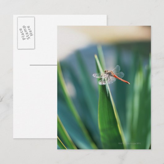 トンボ ポストカード (正面/裏面)