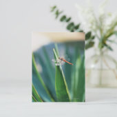 トンボ ポストカード (スタンド正面)