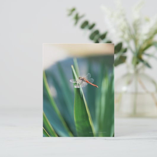 トンボ ポストカード (スタンド正面)