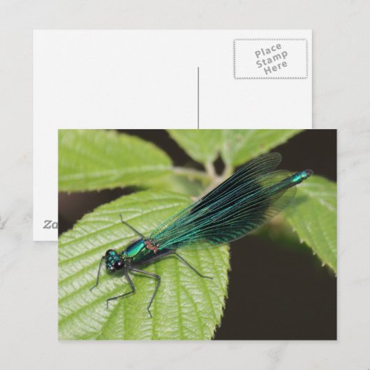 トンボ ポストカード (正面/裏面)