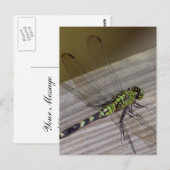 トンボ ポストカード (正面/裏面)