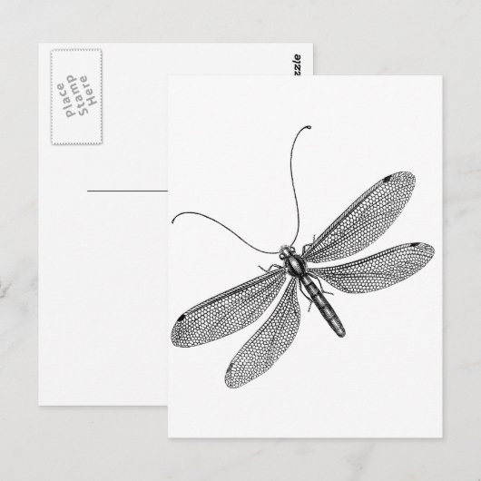 トンボ ポストカード (正面/裏面)