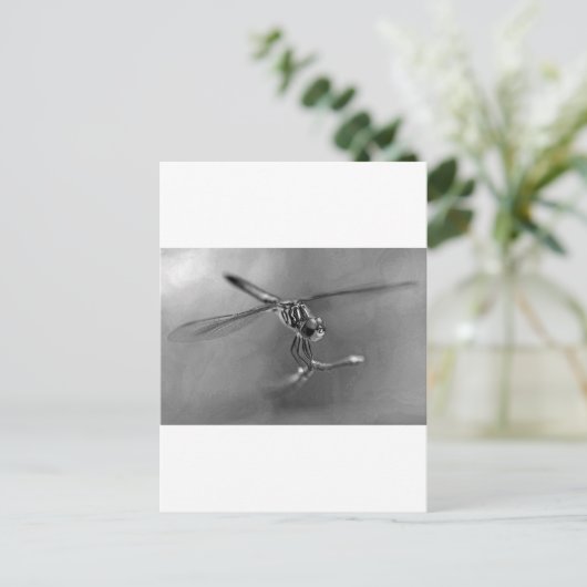 トンボ ポストカード (スタンド正面)