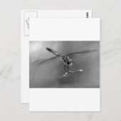 トンボ ポストカード (正面/裏面)