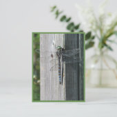 トンボ ポストカード (スタンド正面)