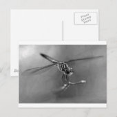 トンボ ポストカード (正面/裏面)