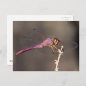 トンボ ポストカード (正面/裏面)