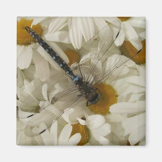 トンボ マグネット (正面)