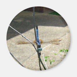 トンボ マグネット