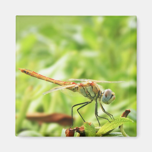 トンボ マグネット (正面)