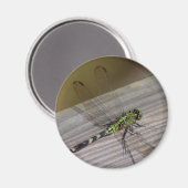 トンボ マグネット (正面/裏面)