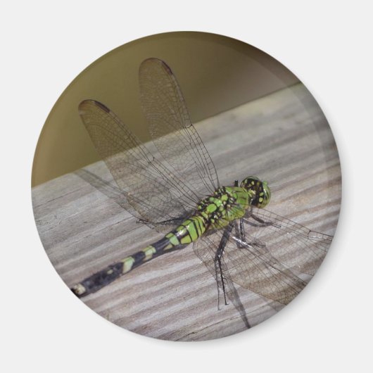 トンボ マグネット (正面)