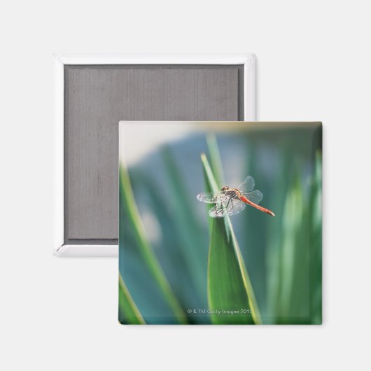 トンボ マグネット (正面/裏面)