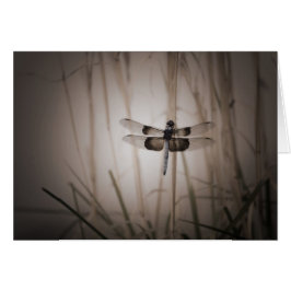 トンボ-ヴィンテージの一見