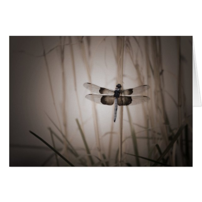 トンボ-ヴィンテージの一見 (正面横)