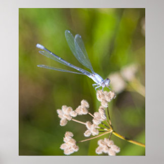 トンボ#2 ポスター