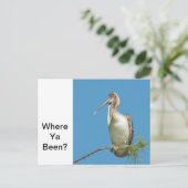 トーキングペリカン ポストカード (スタンド正面)