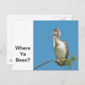 トーキングペリカン ポストカード (正面/裏面)