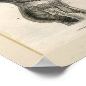 トーソマッスルヴィンテージ構造プリント ポスター (角)