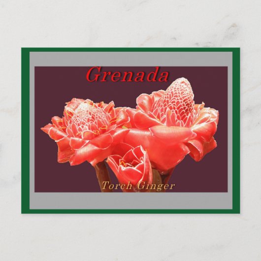 トーチジンジャー ポストカード (正面)