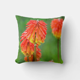 トーチリリー (Kniphofia Uvaria)、西ケープ州 クッション