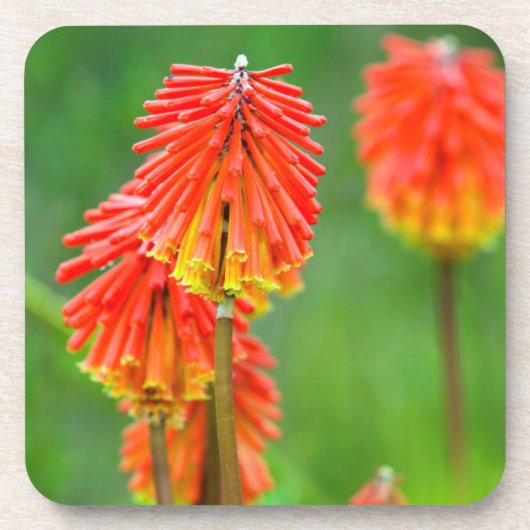 トーチリリー (Kniphofia Uvaria)、西ケープ州 コースター (正面)