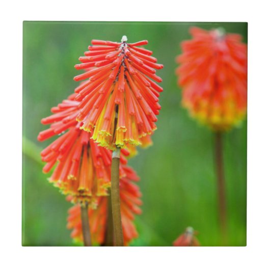 トーチリリー(Kniphofia Uvaria)、西ケープ州 タイル (正面)