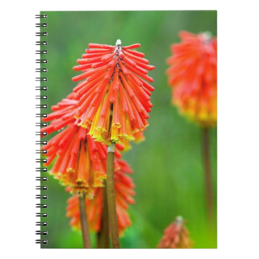 トーチリリー（Kniphofia uvaria）、西ケープ州 ノートブック (正面)