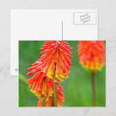 トーチリリー (Kniphofia Uvaria)、西ケープ州 ポストカード (正面/裏面)