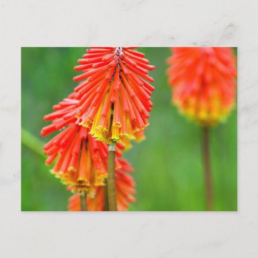 トーチリリー (Kniphofia Uvaria)、西ケープ州 ポストカード (正面)