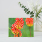 トーチリリー (Kniphofia Uvaria)、西ケープ州 ポストカード (スタンド正面)