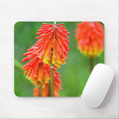 トーチリリー (Kniphofia Uvaria)、西ケープ州 マウスパッド (マウス)