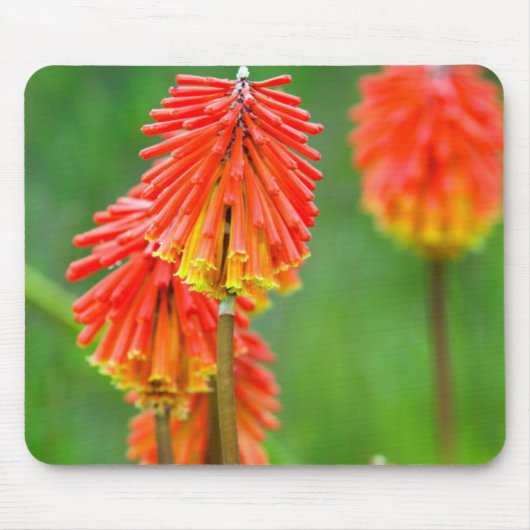 トーチリリー (Kniphofia Uvaria)、西ケープ州 マウスパッド (正面)