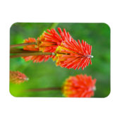 トーチリリー(Kniphofia uvaria)、西ケープ州 マグネット (横)