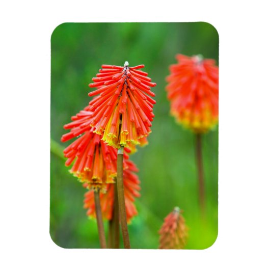 トーチリリー(Kniphofia uvaria)、西ケープ州 マグネット (縦)