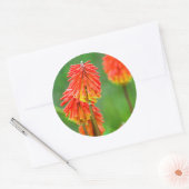 トーチリリー (Kniphofia Uvaria)、西ケープ州 ラウンドシール (封筒)