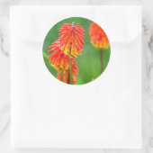 トーチリリー (Kniphofia Uvaria)、西ケープ州 ラウンドシール (バッグ)