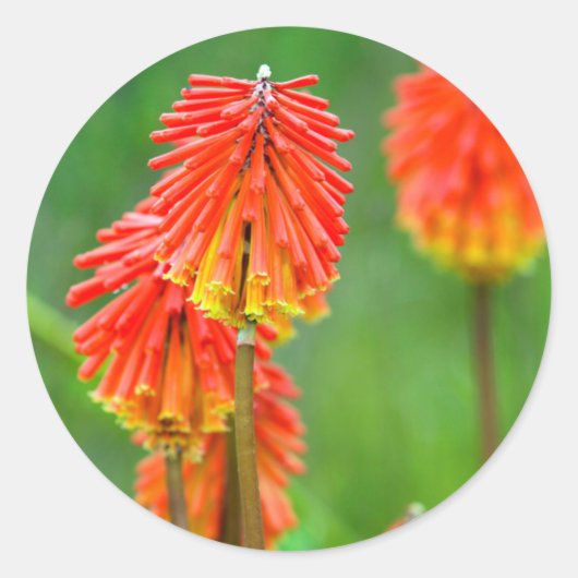 トーチリリー(Kniphofia Uvaria)、西ケープ ラウンドシール (正面)