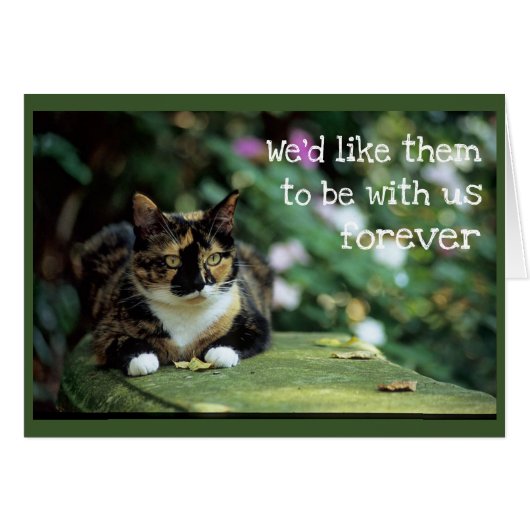 トーティキャットオンガーデンベンチ – 悔やみや弔慰 (正面横)