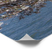 トーマス・ジェファーソン記念花さくらんぼ ポスター (角)