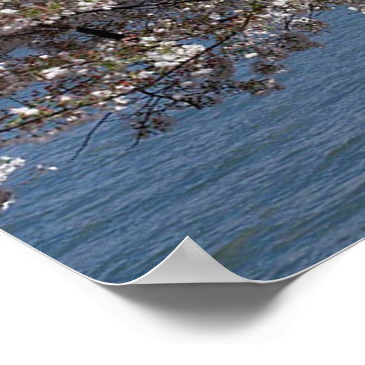 トーマス・ジェファーソン記念花さくらんぼ ポスター (角)