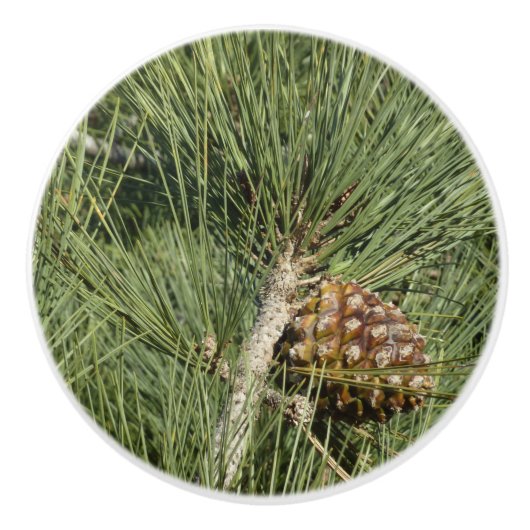 トーリーパインクローズアップカリフォルニアボタニカル セラミックノブ (正面)