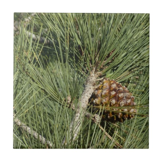 トーリーパインクローズアップカリフォルニアボタニカル タイル (正面)