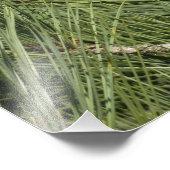 トーリーパインクローズアップカリフォルニアボタニカル フォトプリント            (角)